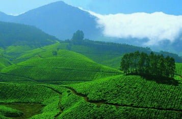 Munnar Tea Valley, Munnar Tea Estate, Munnar Hill Stations Wallpapers