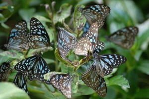 Butterfly Park Mysore, Mysore Tourism Attractions