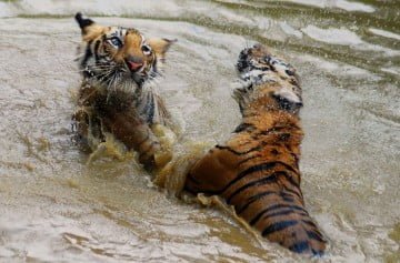 Wild Tigers in India, Wildlife Tourism India, Forest Tour in India