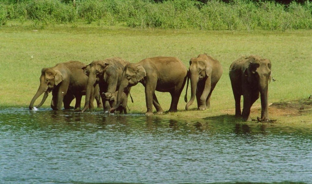 Periyar National Park, Periyar Elephants, Periyar Elephant Reserve