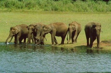 Periyar National Park, Periyar Elephants, Periyar Elephant Reserve