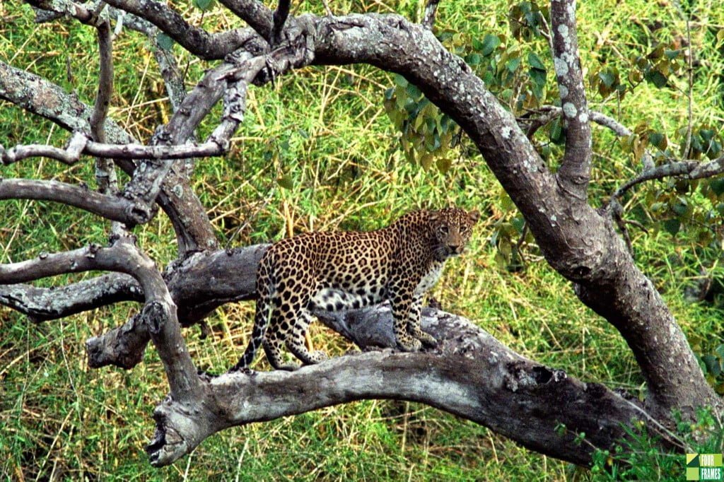 Parambikulam National Park, Leopard at Parambikulam