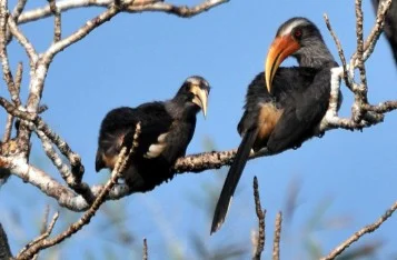 Thattekad bird sanctuary, Thattekad Grey Hornbill